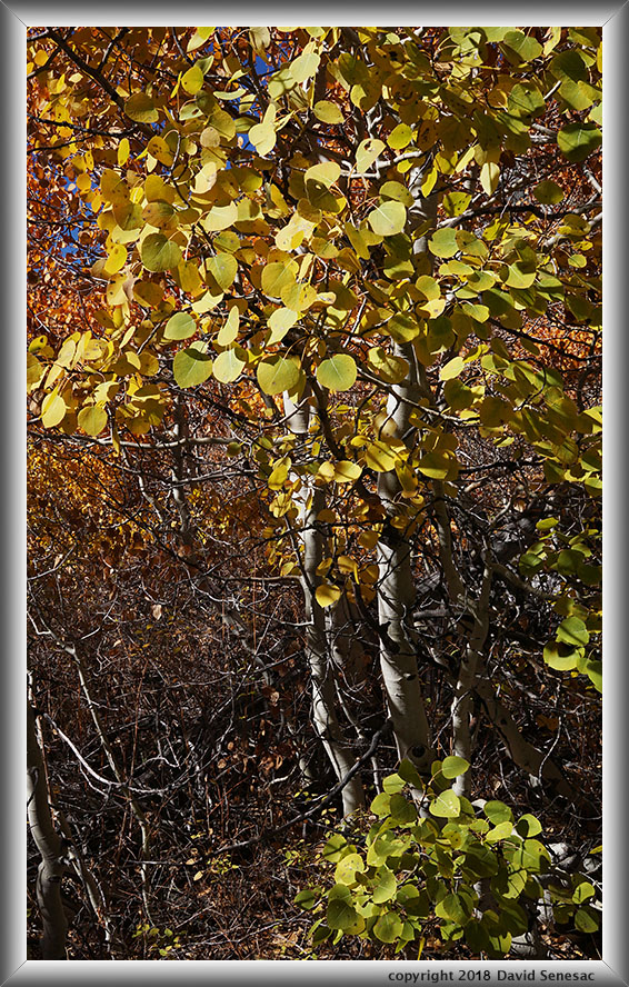 SE01177-81