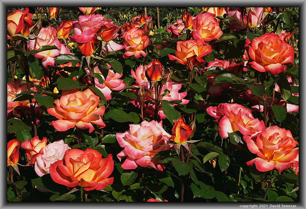 TF04052-81