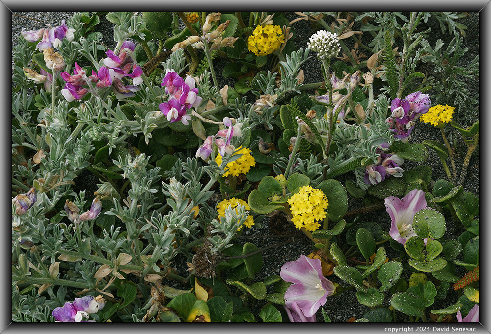 TG05318-37 Silky beach pea, coast sand verbena, beach morning glory. TG05318-37