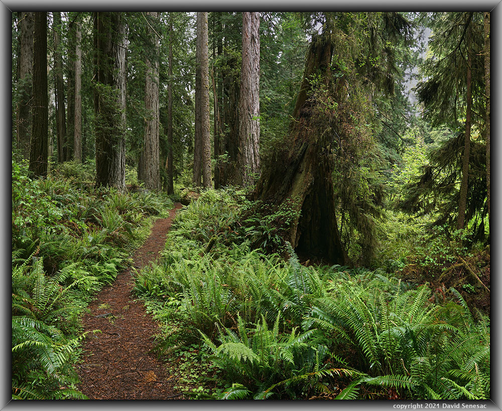 TG05744-05797-2x1v West Ridge Trail, coast redwoods, western sword fern, deer fern, coastal wood fern. TG05744-05797-2x1v