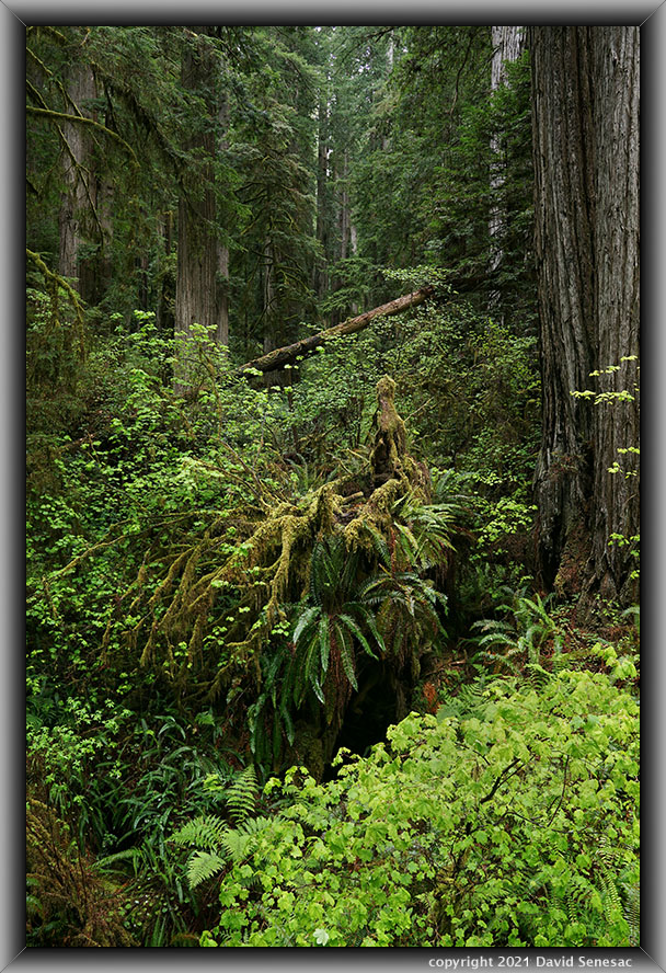 TG05798-28 Miner's Ridge coast redwoods, western sword fern, branched solomon's seal, tanbark oak, huckleberry, thimbleberry, western trilliumm. TG05798-28