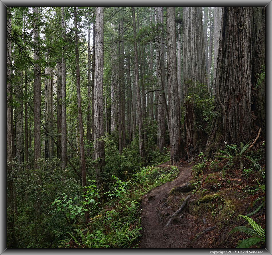 TG05829-05883-2x1v Miner's Ridge coast redwoods, western sword fern, thimbleberry.
TG05829-05883-2x1v