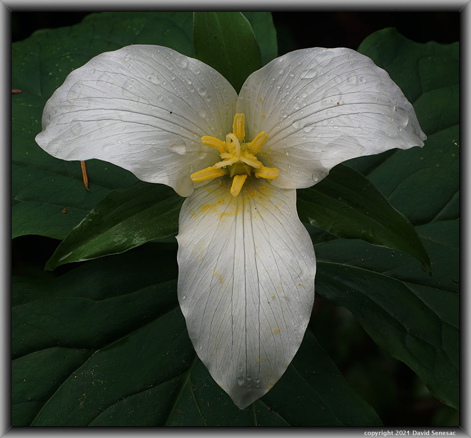 TG05911-32 Close-up wet western trillium.
TG05911-32