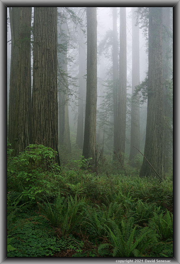 TG05993-01 Damnation Creek Trail coast redwoods, western sword fern, redwood sorrel, in cloud fog. TG05993-01