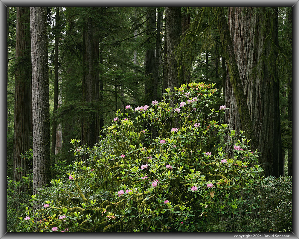 TG06002-06066-2x1v Pacific rhododendron, and coast redwoods. TG06002-06066-2x1v