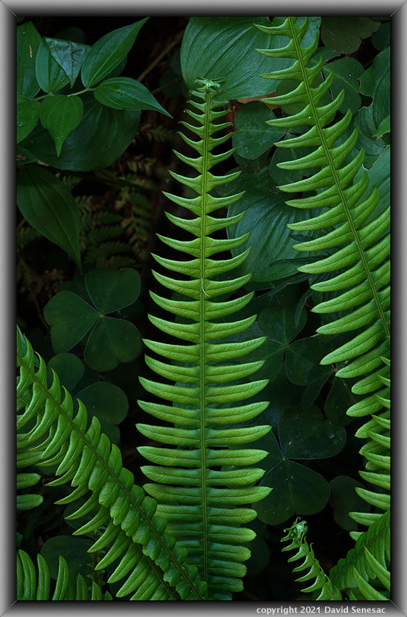 TG06366-94 Close-up deer fern. TG06366-94