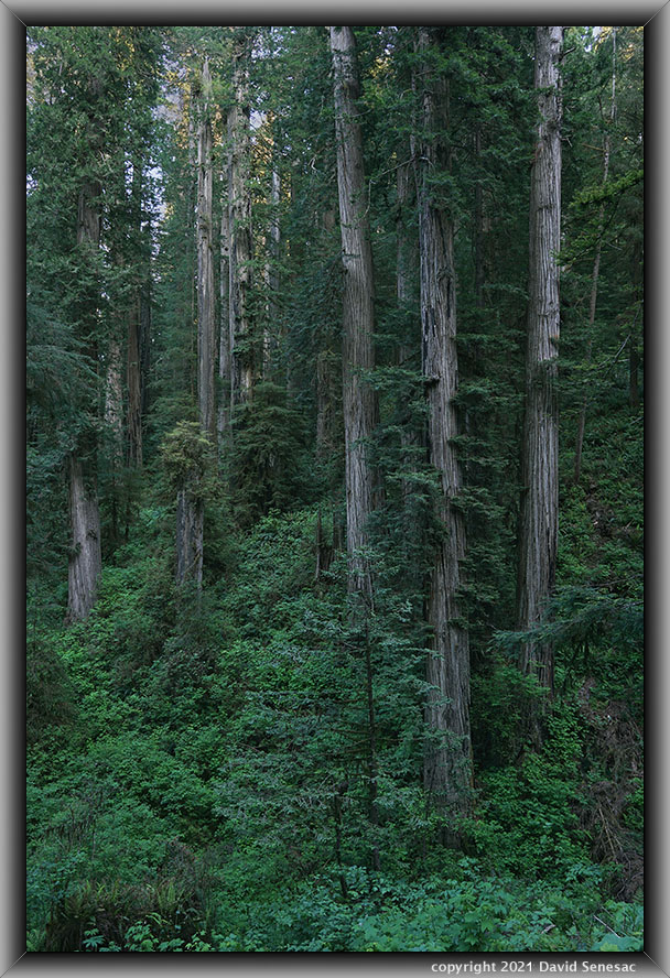 TG06484-12 Howland Rd coast redwoods, western sword fern, western bracken fern, huckleberry, thimbleberry. TG06484-12