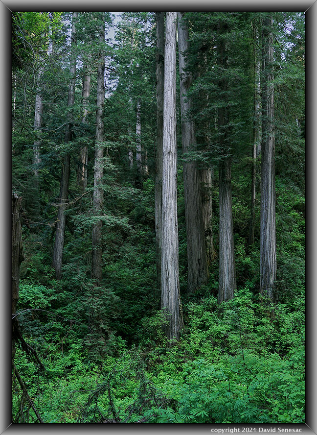 TG06513-36 Holwland Rd coast redwoods, western sword fern, huckleberry, thimbleberry. TG06513-36