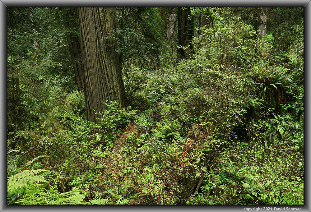 TG06775-09 Howland Rd coast redwoods, western sword fern, western bracken fern, huckleberry, thimbleberry, deer fern. TG06775-09