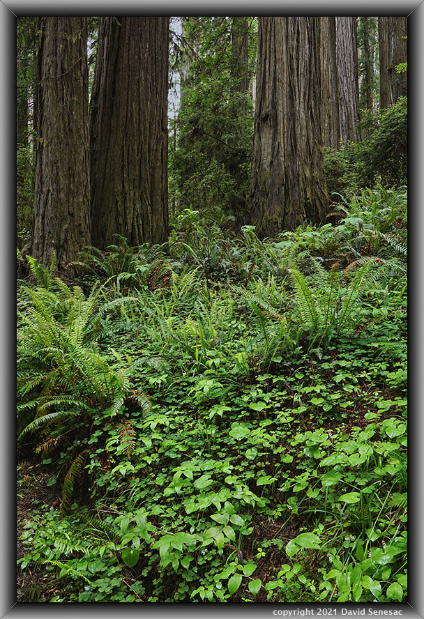 TTG06893-20 Howland Rd coast redwoods, western sword fern, deer fern, redwood sorrel, Pacific May lily, false solomon seal. TG06893-20