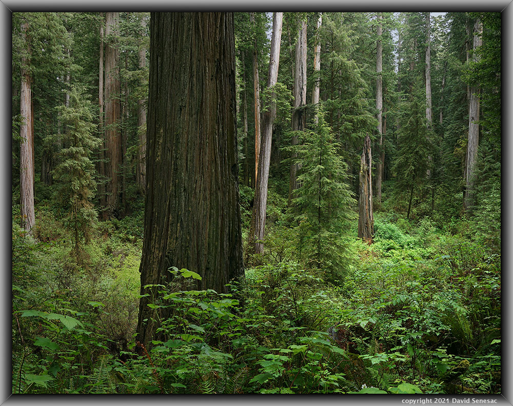 TG06923-06970-2x1v Howland Rd coast redwoods, western sword fern, western bracken fern, huckleberry, thimbleberry. TG06923-06970-2x1v
