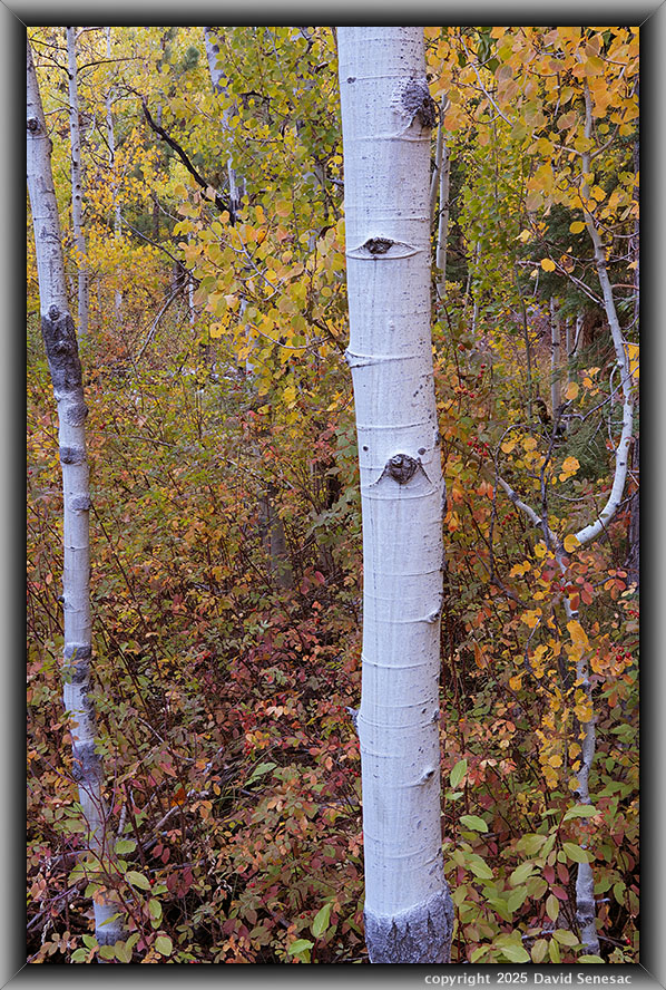 VA04522-38