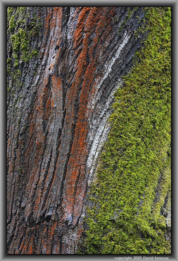 VE06046-57 trentepohlia algae, moss. VE06046-57