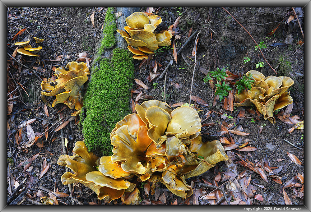 VE06122-33 mushroom, California bay laurel, coastal wood fern, . VB05292-05300-2x1v