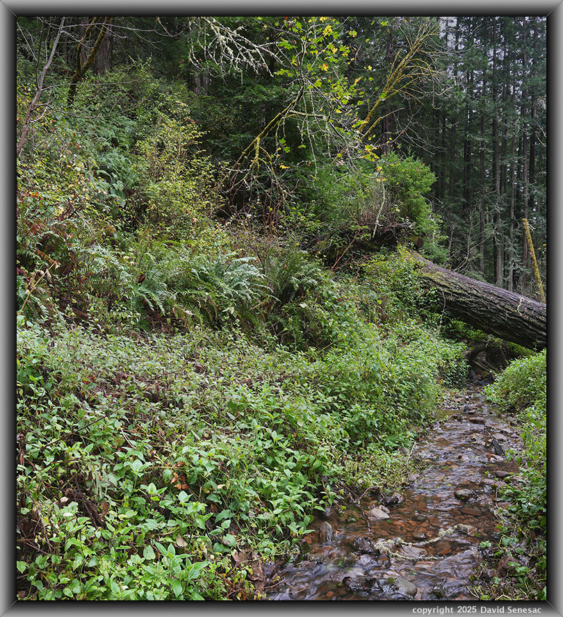 VF06175-06193-2x1v Purisima Creek, coast redwood, big leaf maple, sword fern, blackberry, red ozier dogwood, California huckleberry, lace lichen. VF06175-06193-2x1v