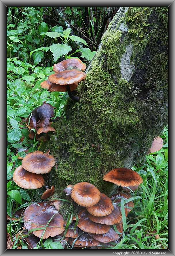 VF06230-57 mushroom. VF06230-57
