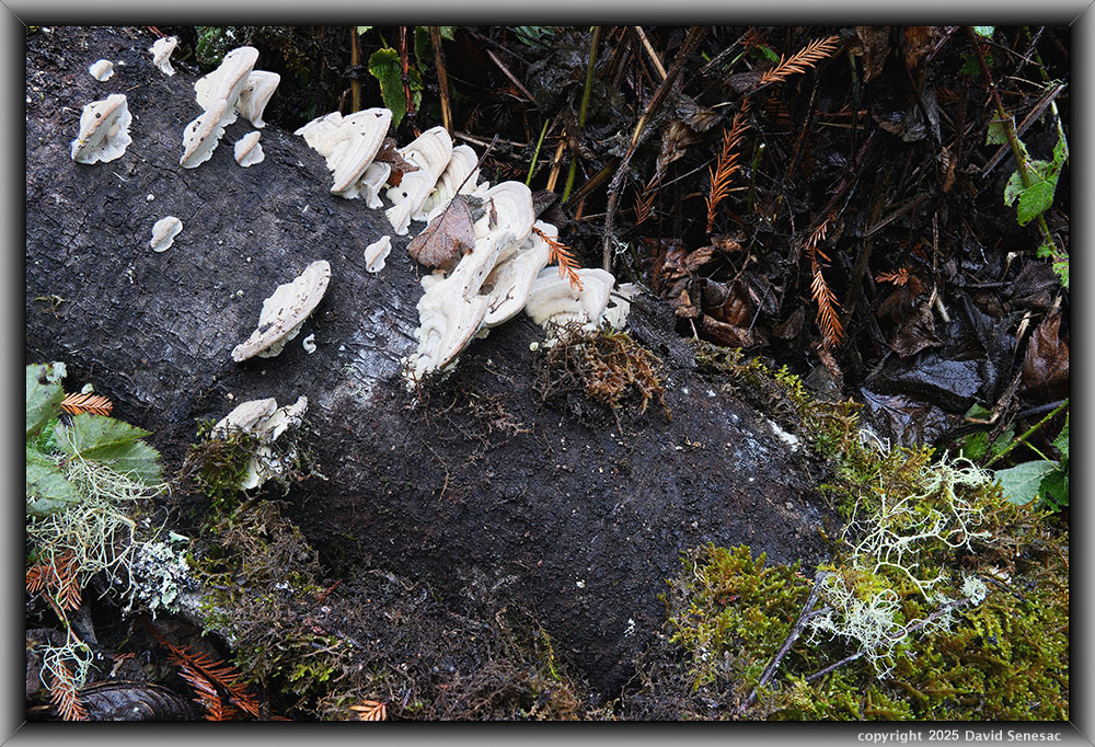VF06266-83 mushroom. VF06266-83