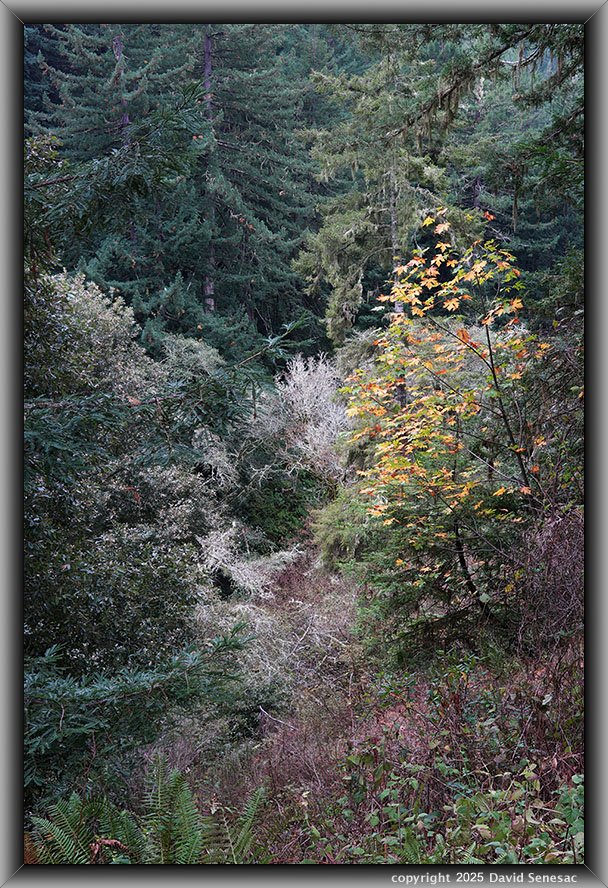 VF06351-63 coast redwood, big leaf maple, douglas fir, tanbark oak, boxelder, sword fern, coastal wood fern, blackberry, thimbleberry, lace lichen. VF06351-63