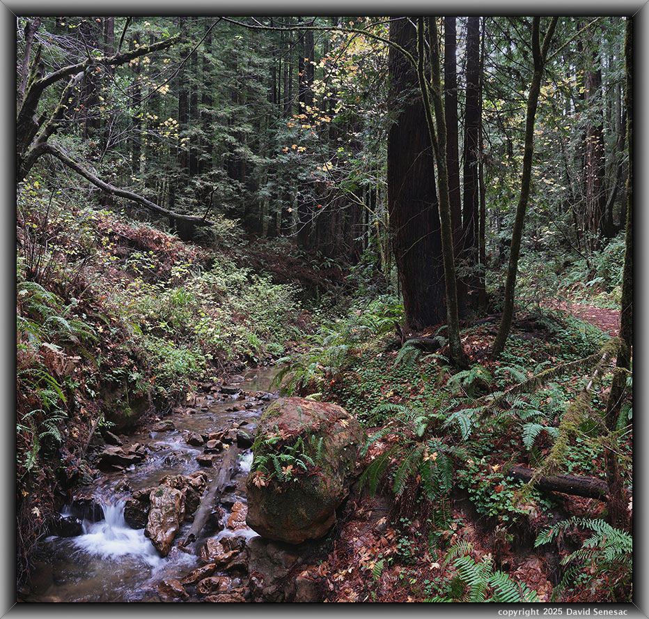 VF06425-06439-2x1v Purisima Creek, coast redwood, big leaf maple, tanbark oak, redwood sorrel, sword fern, blackberry, red ozier dogwood, trillium, thimbleberry. VF06425-06439-2x1v