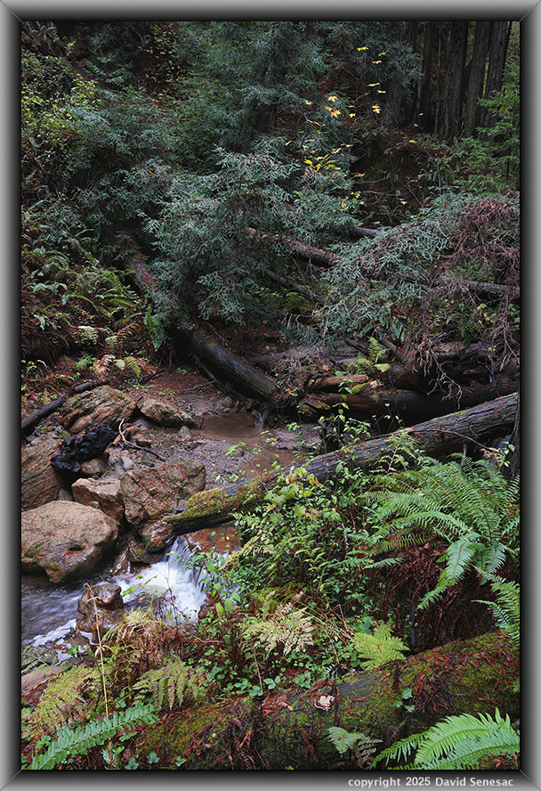 VF06447-65 Purisima Creek, coast redwood, big leaf maple, western bracken fern, sword fern, blackberry, thimbleberry, redwood sorrel, red ozier dogwood. VF06447-65