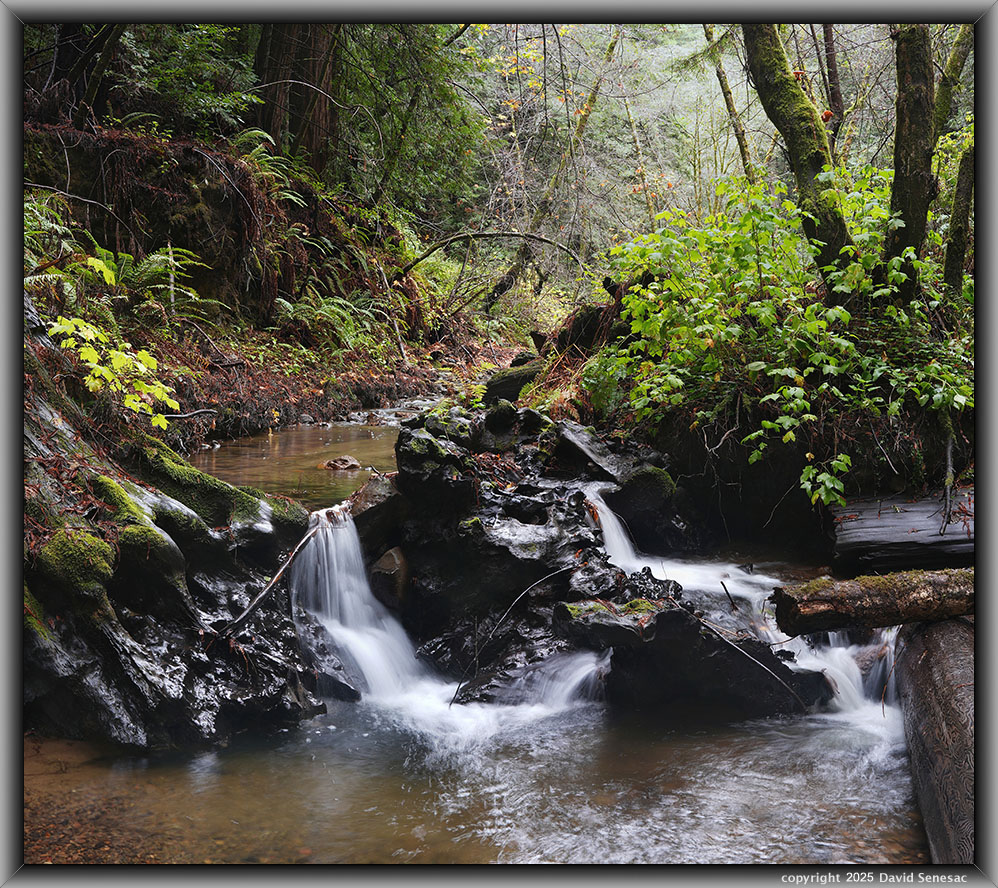 VF06499-06515-2x1v Purisima Creek, coast redwood, big leaf maple, giant horsetail, sword fern, thimbleberry. VF06499-06515-2x1v