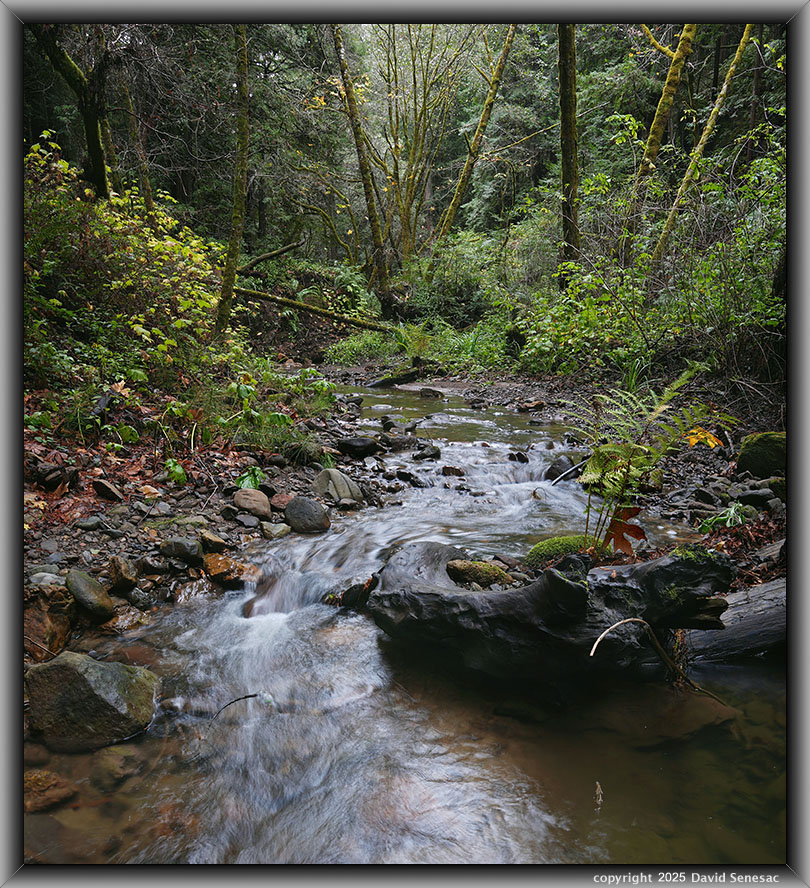 VF06531-06550-1x2h Purisima Creek, coast redwood, big leaf maple, giant horsetail, sword fern, thimbleberry, blackberry. VF06531-06550-1x2h