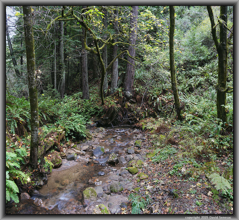 VF06551-06563-2x1v Purisima Creek, coast redwood, big leaf maple, giant horsetail, sword fern, red ozier dogwood, thimbleberry, redwood sorrel, <b>snowberry</b>, <i>Symphoricarpos albus</i>, blackberry. VF06551-06563-2x1v