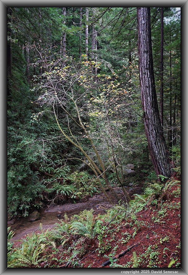 VF06567-71 Purisima Creek, coast redwood, big leaf maple, tanbark oak, sword fern, redwood sorrel, snowbush. VF06567-71