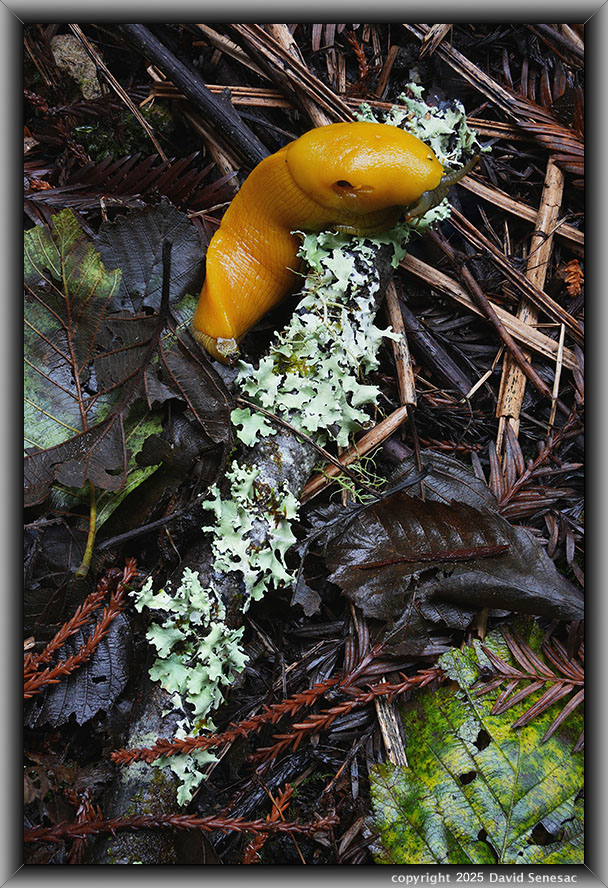 VF06572-16 banana slug, greenshield lichen. VF06572-16