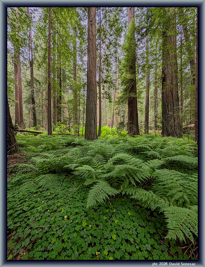 AL-PXL-3043 redwood sorrel, lady fern, coast redwood. AL-PXL-3043