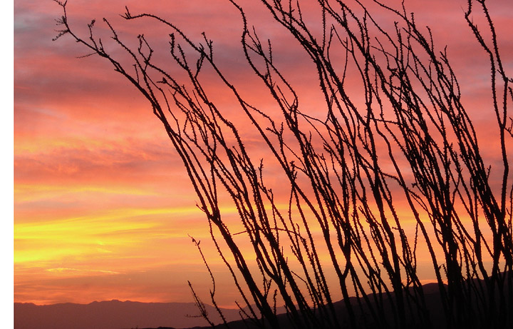 ocotillo_red1