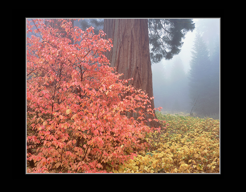 Autumn Pacific Dogwood & Giant Sequoia in Cloud Mist