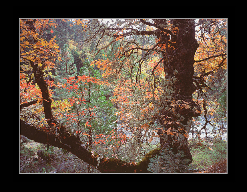 Autumn Color Leaves of Black Oak & Stanislaus River