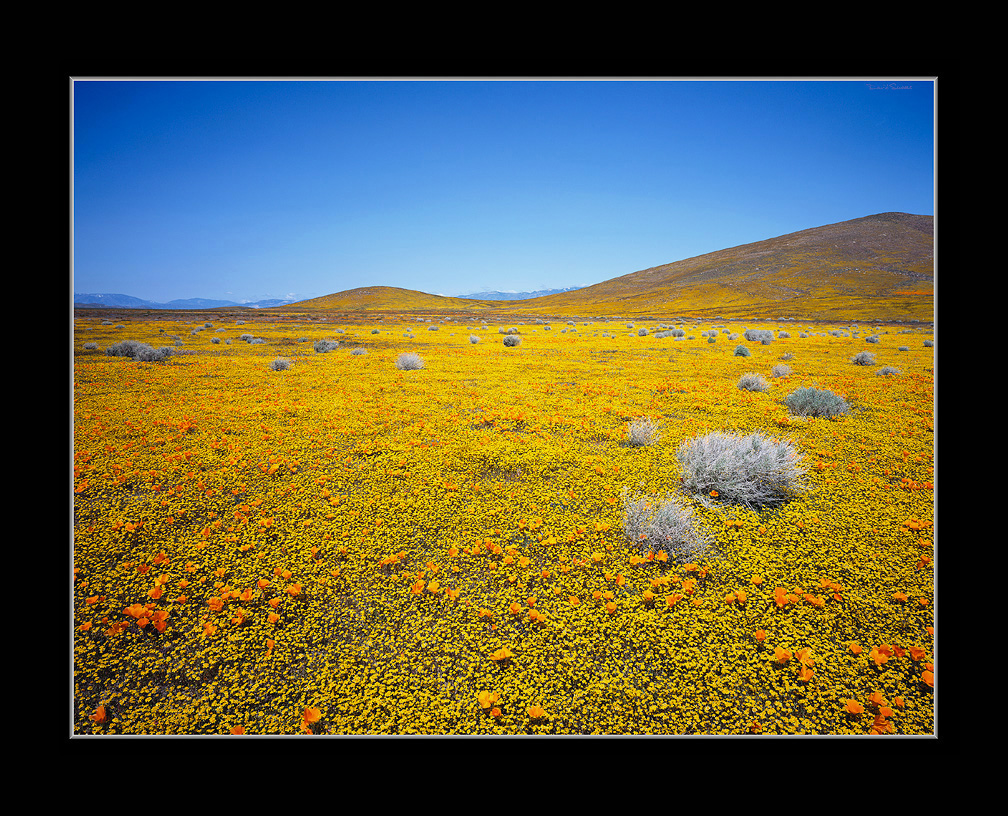 Antelope Valley Goldfield Poppy Plain