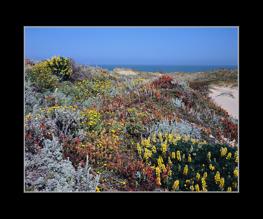 San Mateo Shore Dune Wildflowers